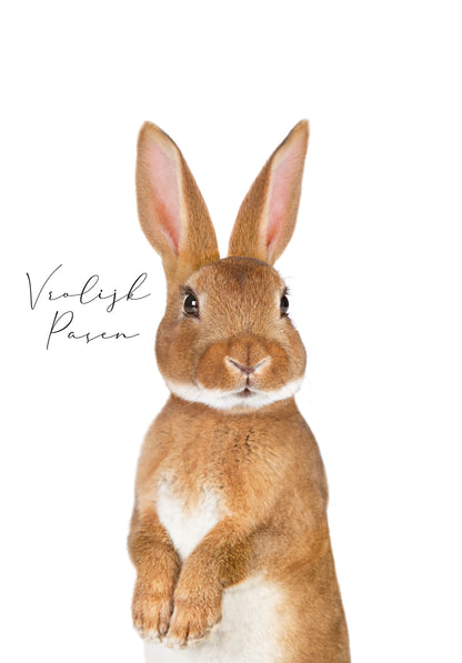 Vrolijk Pasen - Paashaas
